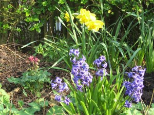 Akelei, narcissen en hyacinten